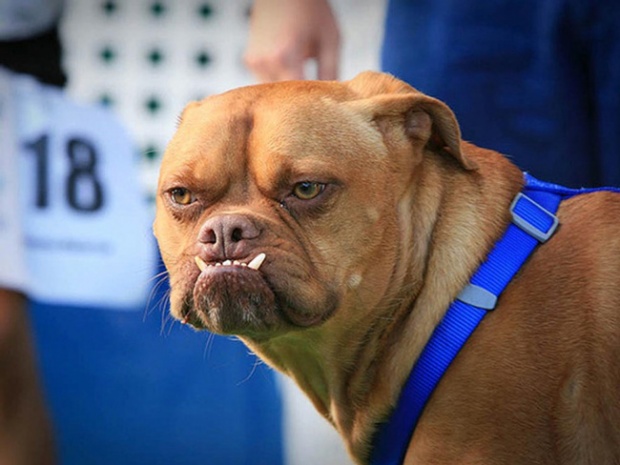 10 อันดับการประกวด น้องหมา ที่มี หน้าตาอัปลักษณ์ มากที่สุดในโลก