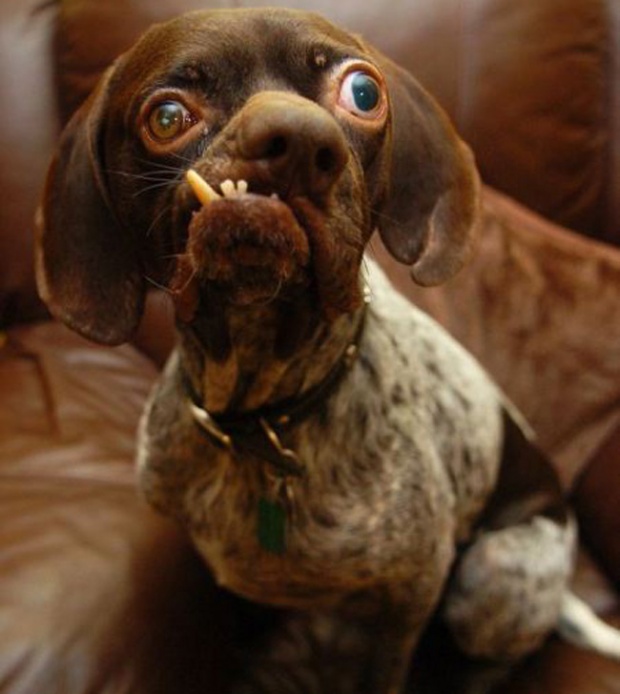10 อันดับการประกวด น้องหมา ที่มี หน้าตาอัปลักษณ์ มากที่สุดในโลก